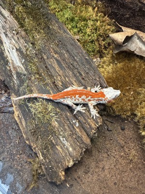 animal image