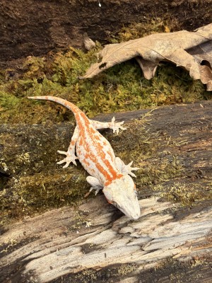 animal image