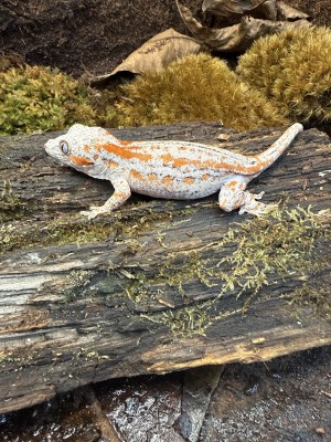 animal image