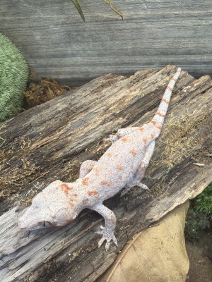 animal image