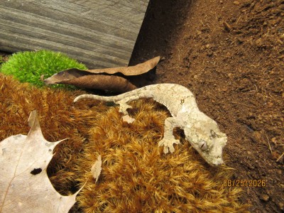 animal image