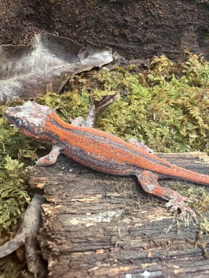 animal image