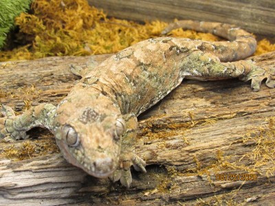 animal image