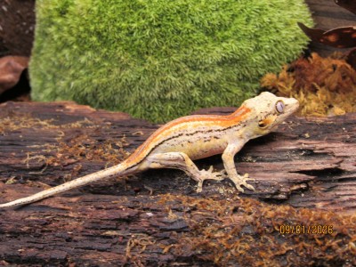 animal image