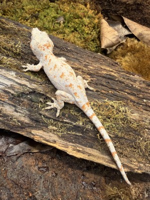 animal image