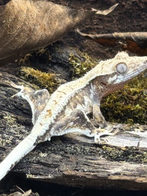 animal image
