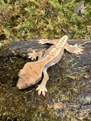 animal image