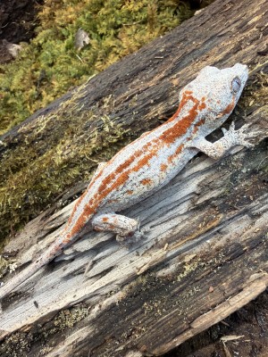 animal image