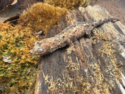 animal image