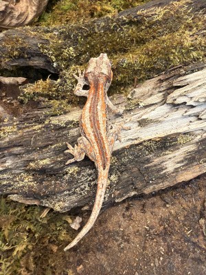 animal image