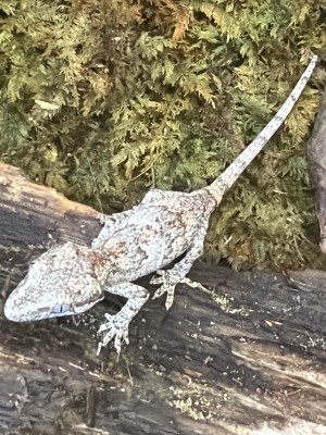 animal image