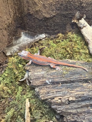 animal image