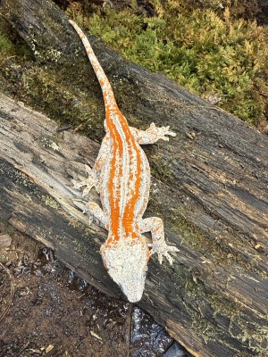 animal image