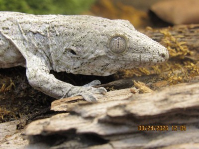animal image