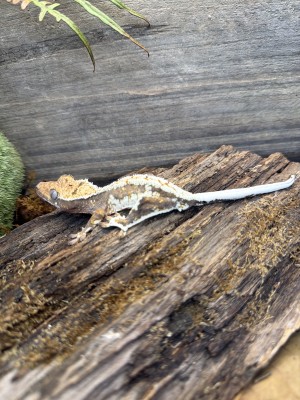 animal image