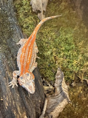 animal image