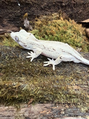 animal image