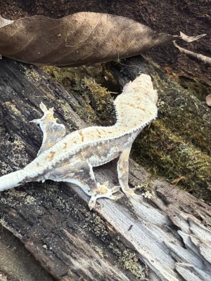 animal image