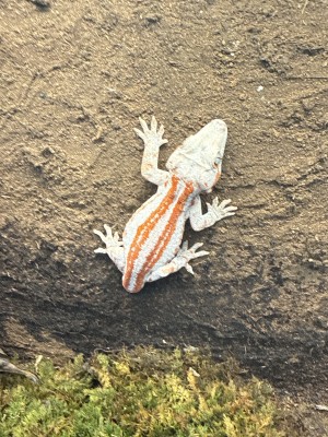 animal image