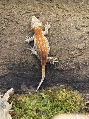 animal image
