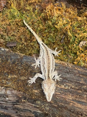 animal image