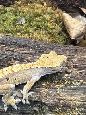 animal image