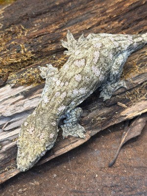 animal image