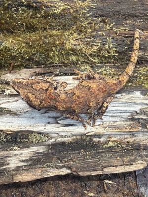 animal image