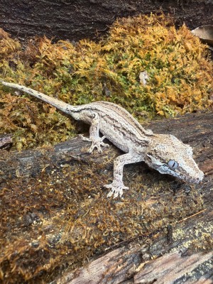 animal image