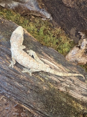animal image