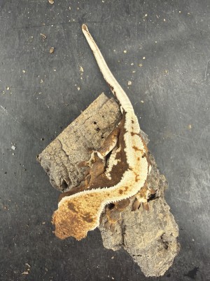 animal image