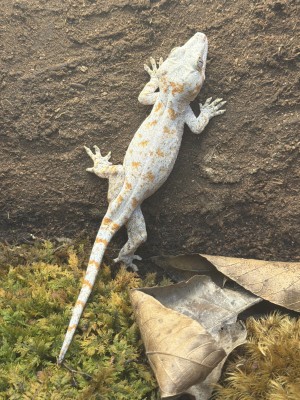 animal image