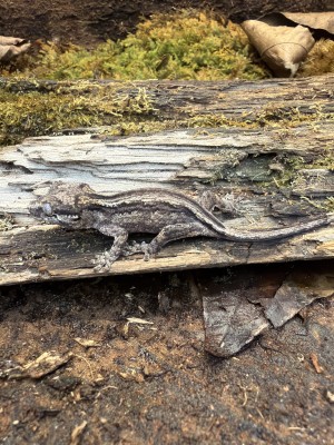 animal image