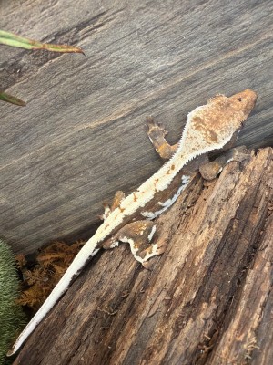 animal image