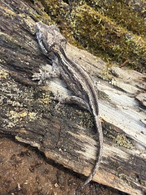 animal image