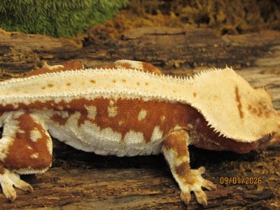 animal image
