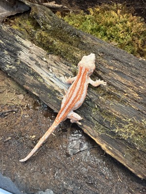 animal image