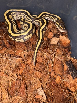 animal image
