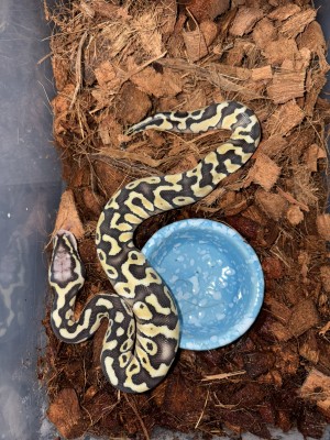 animal image
