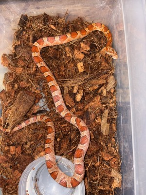 animal image
