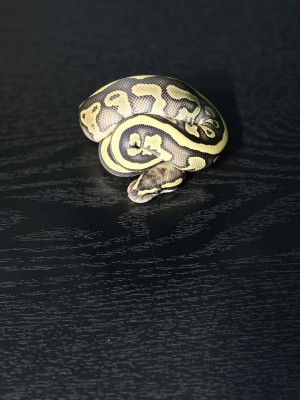 animal image