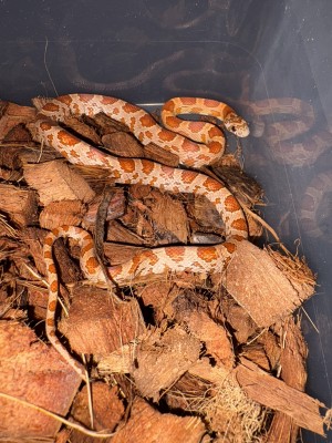 animal image