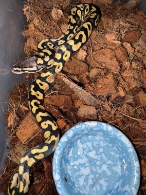 animal image
