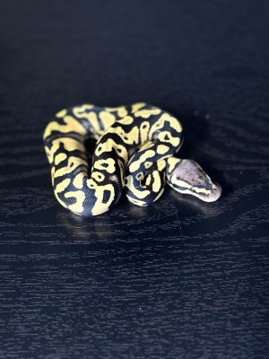animal image
