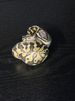 animal image