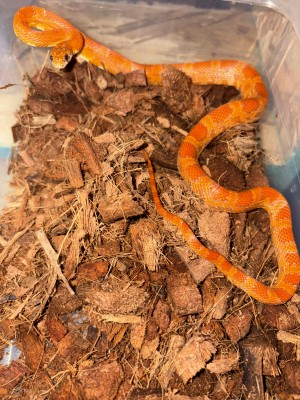 animal image