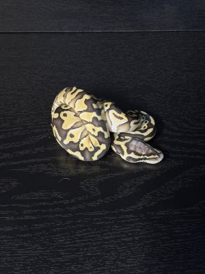 animal image