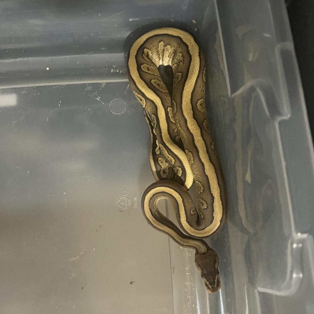 animal image