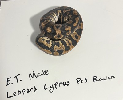 animal image