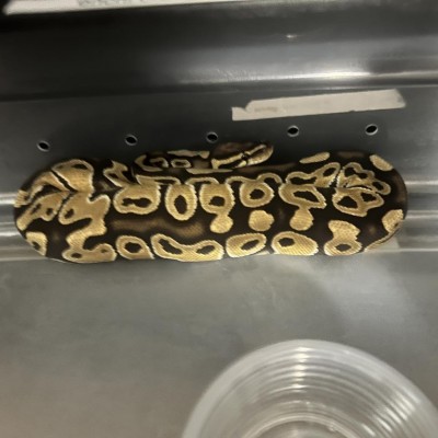 animal image